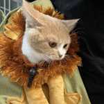 Katze Schultertasche Schweiz